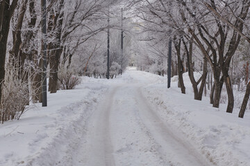 narrow road and trees covered in snow
