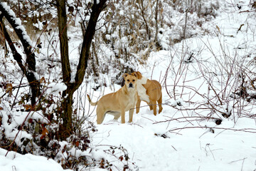 gorgeous amstaff mix dogs in the winter forest. Active lifestyle, hiking and trekking with pets in cold season, taking dogs on long walks