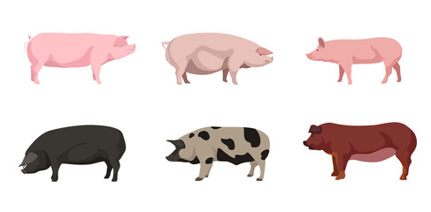 Set of beautiful pigs on white background. Vector estonian bacon, large white, large black, north caucasian and Iberian pig in cartoon style. - obrazy, fototapety, plakaty