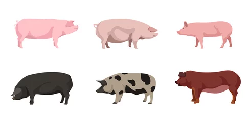 Fotobehang Set of beautiful pigs on white background. Vector estonian bacon, large white, large black, north caucasian and Iberian pig in cartoon style. © Flow 37