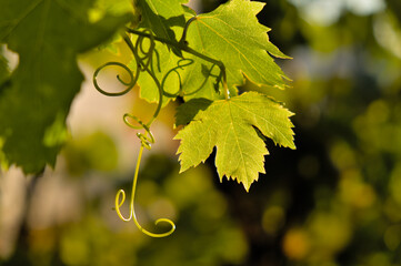 Grape leaves. Mediterranean winery background