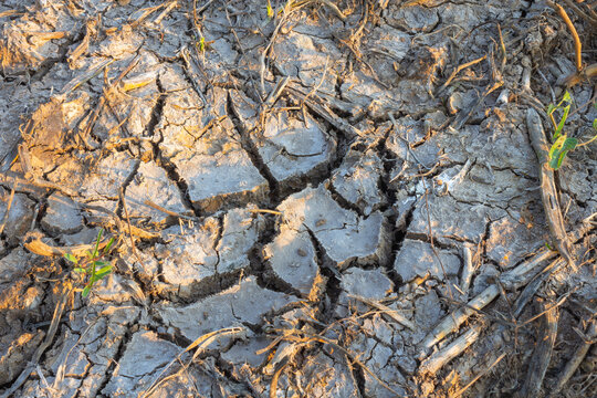 saline soil