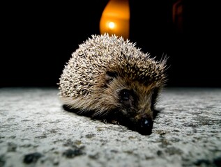West European Hedgehog © underworld