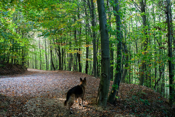 A lonely wolfhound in the forest - obrazy, fototapety, plakaty