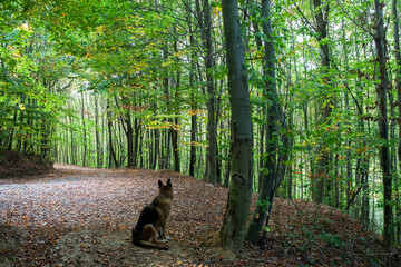 A lonely wolfhound in the forest