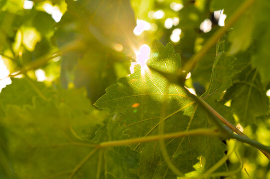 Grape leaves. Mediterranean winery background