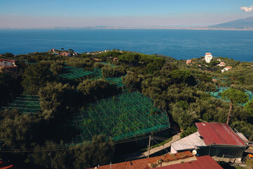 Olive orchards are a beautiful view of Italy's seascape