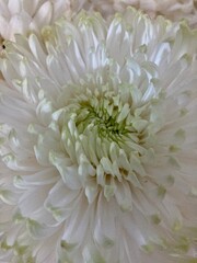 White flower on display. These Flowers are great decoration for wedding backdrop.