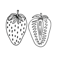 Strawberry hand drawn vector illustration. Strawberries sketch. Vector illustration. Black and white.