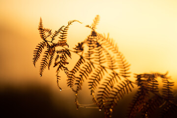 sunset in the forest © Sieku Photo