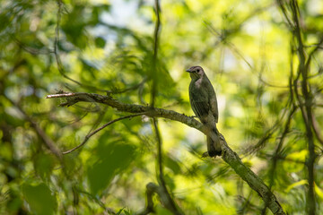 Bird in the Hartley Wildlife Management Area, Rochester, Massachusetts