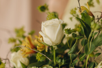 white rose flower