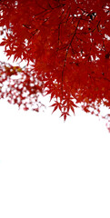 秋 の 紅葉