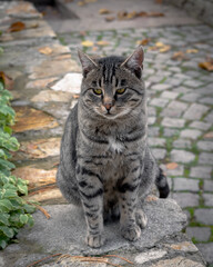 Fototapeta na wymiar Grey male cat looking at the camera