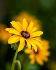 Yellow flower on dark blurred background