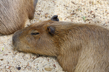 Close up head The Capybara giant rat is cute animal in garden