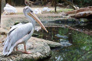 The great white pelican bird in garden at thailand