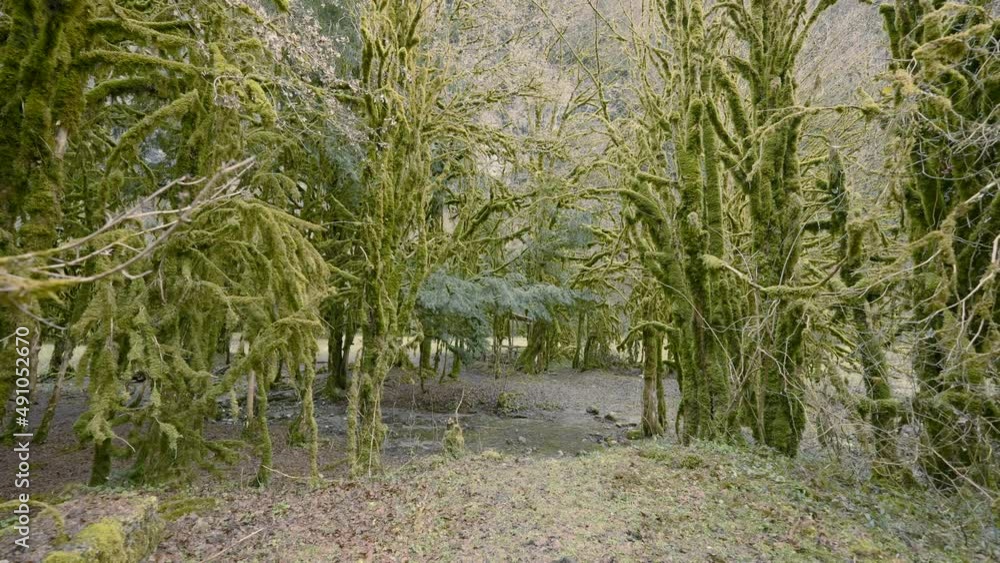 Poster green trees with moss in forest. action. dying forest with moss-covered trees. bare tree branches co