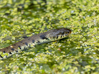 Close-up of a Grass Snake in Water