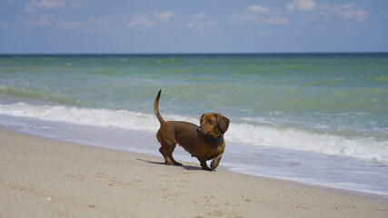 Brown dachshund on vacation. dog playing on the beach