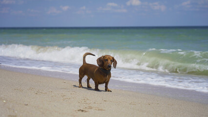 Funny dachshund on a sea vacation, having fun on the sea beach