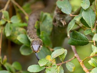 Close-up of a Grass Snake in a Bush