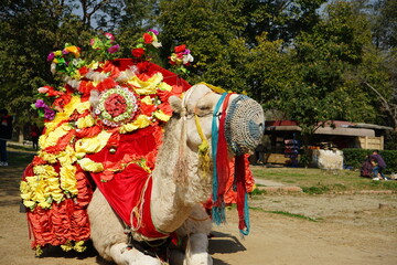 camel for ride in Islamabad Pakistan