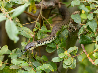 Close-up of a Grass Snake in a Bush