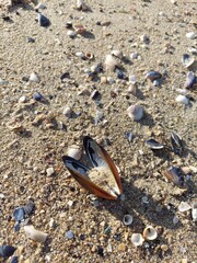 Shell heart. View of the sandy beach. Summer day. Shells in the sand. A closeup shot of a lot of seashells on the beach.