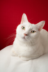 カワイイ白猫　赤背景
