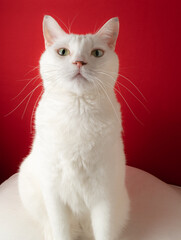 カワイイ白猫　赤背景
