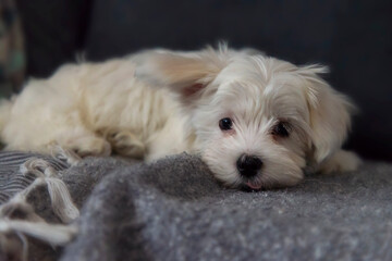 Little sweet cute Maltese baby dog