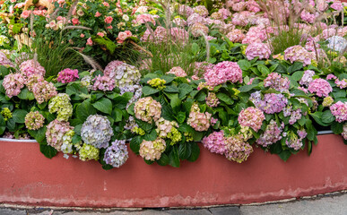Blooming vibrant colorful Hydrangea flowers in pot