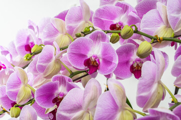 Fototapeta na wymiar Flowers beautiful purple orchid phalaenopsis.