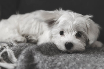 Little sweet cute Maltese baby dog