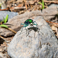 Tiger beetle, Freetown State Forest, Massachusetts