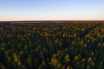 Obraz premium Drone photo of forests and groves in golden time