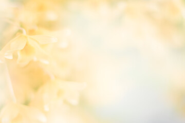 yellow orchid flower background