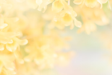 yellow orchid flower background