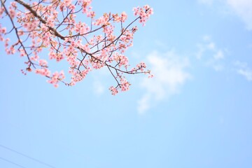 桜と青空