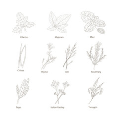 Hand drawn set with herbs and spices. Design elements isolated on white. Cooking icons.