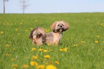 small lhasa apso portrait in a field with dandelions