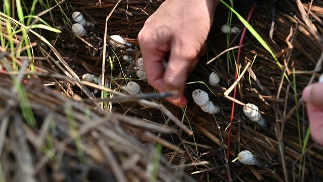 Farmer Picking Small Termite Mushroom Grow In The Garden. These Mushrooms Are Edible For Most People. They Only Breed In Dry Places, Where There Are Many Subterranean Termites.