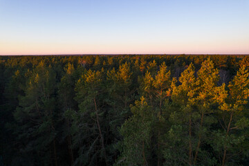 Fototapeta premium Drone photo of forests and groves in golden time