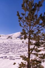 Ski slopes and Ski lifts. Small pine trees with snow. Mountain skiing and snowboarding. View of Erzurum city from Palandoken mountain