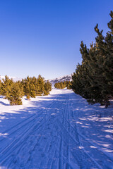 Ski slopes and Ski lifts. Small pine trees with snow. Mountain skiing and snowboarding. View of Erzurum city from Palandoken mountain