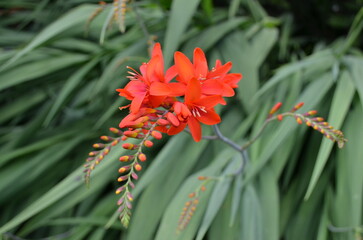 Crocosmia rouge