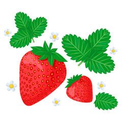 Fresh strawberry with leaf and white flower in cartoon style. Vector whole sweet strawberry isolated on a white background.
