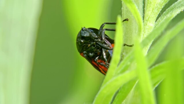 Cicada Cercopis vulnerata flaps its wings while sitting on a tarragon leaf