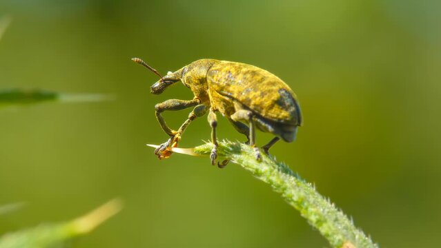 Yellow insect Snout Beetle crawls on a leaf of a plant close-up